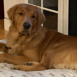 Meet your Posher, Allie